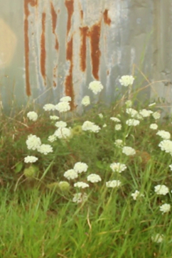 Video: Urban Nature